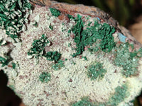 Natural Drusy Coated Malachite with Cobaltion Dolomite and Chrysocolla Specimens x 2 From Congo
