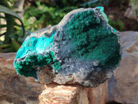 Natural Drusy Coated Malachite with Cobaltion Dolomite and Chrysocolla Specimens x 2 From Congo