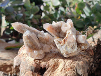 Natural Limonite Coated Fairy Spirit Quartz Clusters x 12 From Boekenhouthoek, South Africa