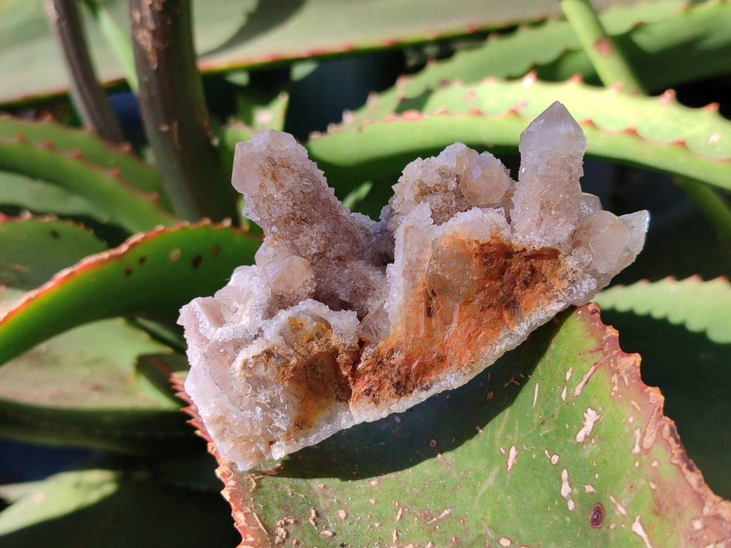 Natural Limonite Coated Fairy Spirit Quartz Clusters x 12 From Boekenhouthoek, South Africa - Toprock Gemstones and Minerals 
