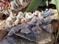 Natural Limonite Coated Fairy Spirit Quartz Clusters x 12 From Boekenhouthoek, South Africa