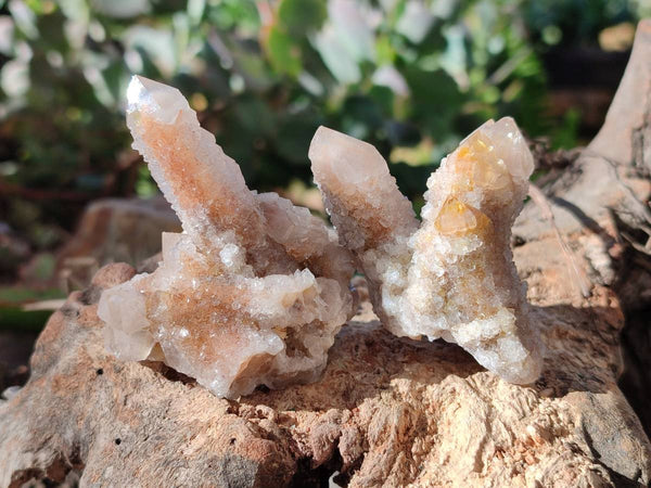Natural Limonite Coated Fairy Spirit Quartz Clusters x 12 From Boekenhouthoek, South Africa