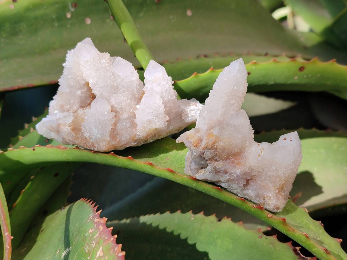 Natural White Spirit Quartz Clusters x 12 From Boekenhouthoek, South Africa - Toprock Gemstones and Minerals 