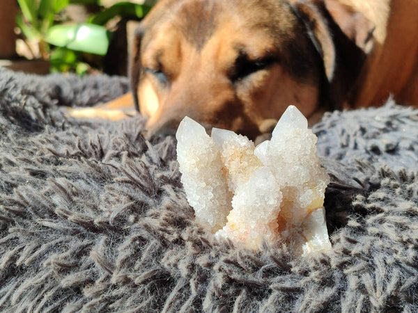 Natural White Spirit Quartz Clusters x 12 From Boekenhouthoek, South Africa