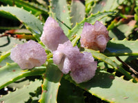 Natural Lilac Spirit Quartz Clusters x 70 From Boekenhouthoek, South Africa