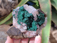 Natural Ball Malachite and Drusi Quartz On Dolomite Matrix Specimens x 6 From Kambove, Congo