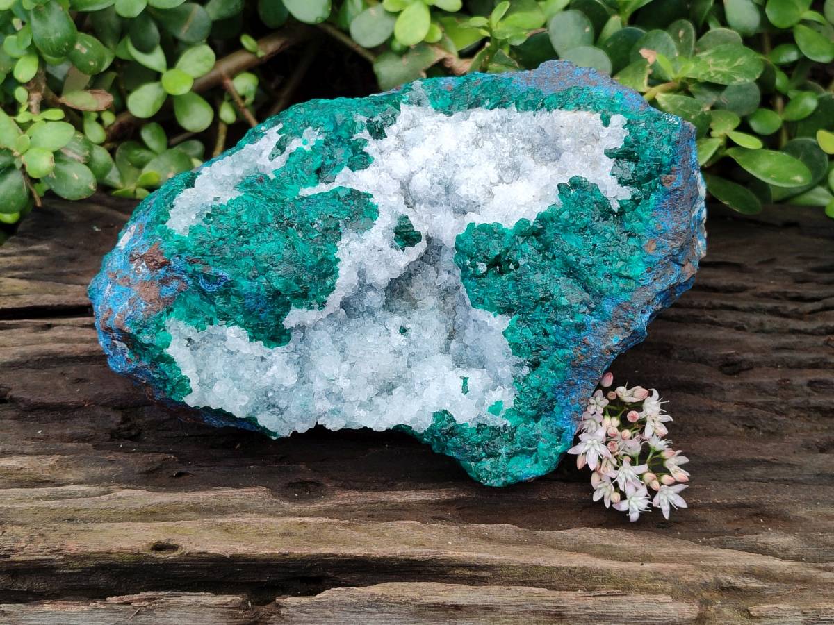 Natural Large Dioptase with Shattuckite and Drusy Quartz On Dolomite Cabinet Specimen x 1 From Likasi, Congo - Toprock Gemstones and Minerals 