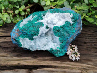 Natural Large Dioptase with Shattuckite and Drusy Quartz On Dolomite Cabinet Specimen x 1 From Likasi, Congo