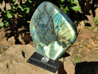 Polished Labradorite Standing Free Form x 1 From Tulear, Madagascar - Toprock Gemstones and Minerals 