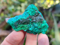 Natural Dioptase Specimens x 12 From Likasi, Congo