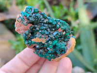 Natural Dioptase Specimens x 12 From Likasi, Congo