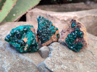 Natural Dioptase Specimens x 12 From Likasi, Congo