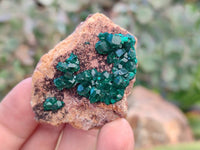 Natural Dioptase Specimens x 12 From Likasi, Congo