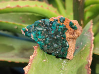 Natural Dioptase Specimens x 12 From Likasi, Congo