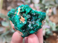 Natural Dioptase Specimens x 12 From Likasi, Congo