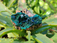 Natural Dioptase Specimens x 12 From Likasi, Congo