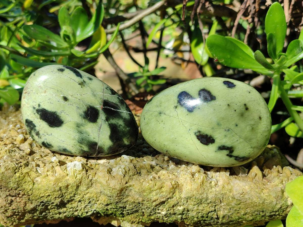 Polished Leopard Stone Free Forms x 8 From Nyanga, Zimbabwe - Toprock Gemstones and Minerals 