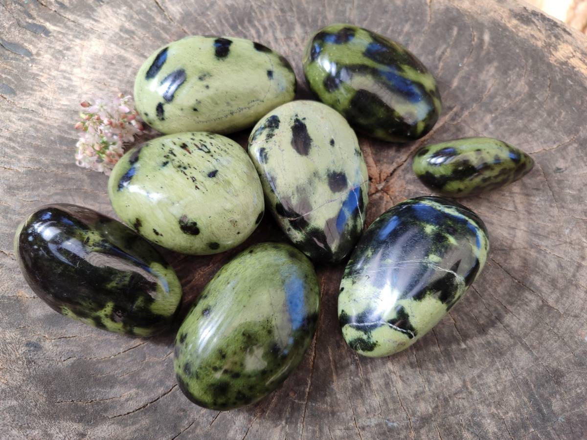 Polished Leopard Stone Free Forms x 8 From Nyanga, Zimbabwe - Toprock Gemstones and Minerals 
