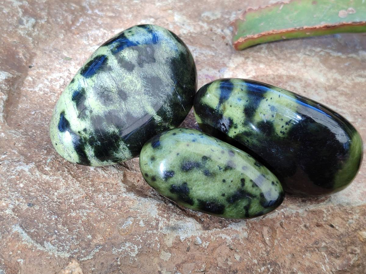 Polished Leopard Stone Free Forms x 8 From Nyanga, Zimbabwe - Toprock Gemstones and Minerals 