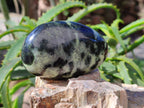 Polished Leopard Stone Free Forms x 8 From Nyanga, Zimbabwe - Toprock Gemstones and Minerals 