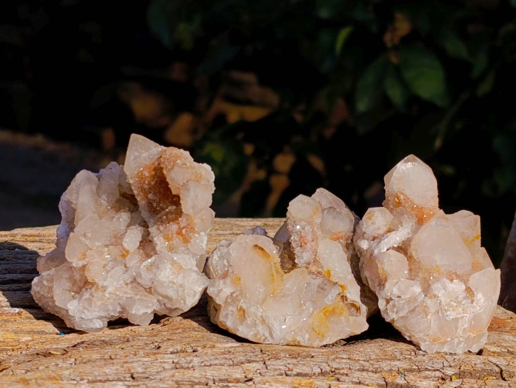Natural Golden Limonite Coated Fairy Spirit Quartz Clusters x 12 From South Africa - Toprock Gemstones and Minerals 