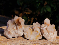 Natural Golden Limonite Coated Fairy Spirit Quartz Clusters x 12 From South Africa