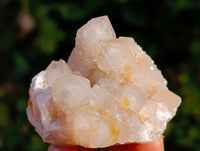 Natural Golden Limonite Coated Fairy Spirit Quartz Clusters x 12 From South Africa