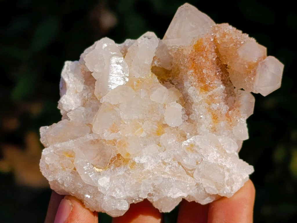 Natural Golden Limonite Coated Fairy Spirit Quartz Clusters x 12 From South Africa - Toprock Gemstones and Minerals 