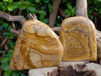 Polished Picture Stone Jasper Standing Free Forms x 2 From Northwest Coast, Madagascar - Toprock Gemstones and Minerals 