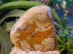 Polished Picture Stone Jasper Standing Free Forms x 2 From Northwest Coast, Madagascar - Toprock Gemstones and Minerals 