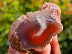 Polished On One Side Red Sashe River Agate Nodules x 20 From Zimbabwe - Toprock Gemstones and Minerals 