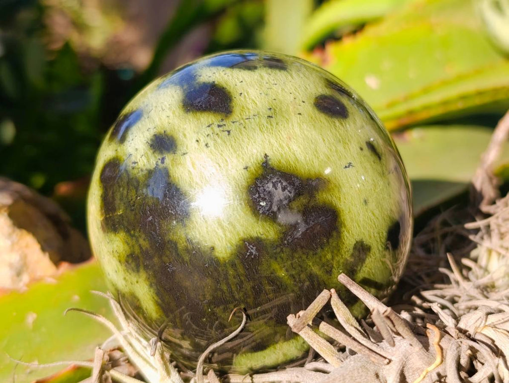 Polished Leopard Stone Spheres x 3 From Nyanga, Zimbabwe - Toprock Gemstones and Minerals 