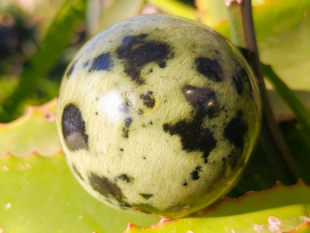 Polished Leopard Stone Spheres x 3 From Nyanga, Zimbabwe - Toprock Gemstones and Minerals 