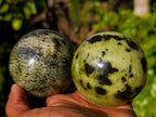 Polished Leopard Stone Spheres x 3 From Nyanga, Zimbabwe - Toprock Gemstones and Minerals 
