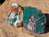 Natural Drusy Coated Chrysocolla with Malachite x 12 From Lupoto Mine, Congo