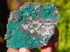 Natural Drusy Coated Chrysocolla with Malachite x 12 From Lupoto Mine, Congo - Toprock Gemstones and Minerals 