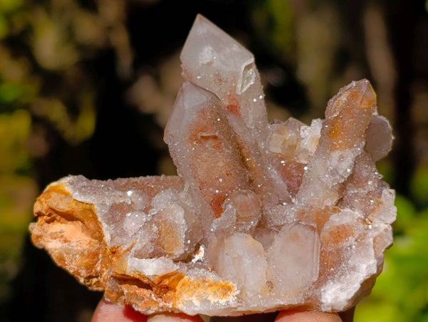 Natural Limonite Coated Fairy Spirit Quartz Clusters x 12 From Boekenhouthoek, South Africa
