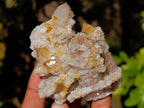 Natural Limonite Coated Fairy Spirit Quartz Clusters x 12 From Boekenhouthoek, South Africa - Toprock Gemstones and Minerals 