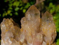 Natural Phantom Smokey Quartz Clusters x 2 From Luena, Congo