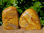 Polished Picture Stone Jasper Standing Free Forms x 2 From Ais-Ais, Namibia - Toprock Gemstones and Minerals 
