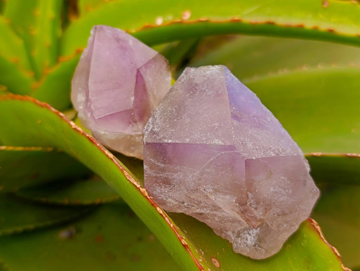 Natural Window Amethyst Crystals x 21 From Madagascar - Toprock Gemstones and Minerals 