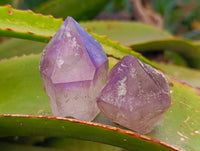 Natural Window Amethyst Crystals x 21 From Madagascar