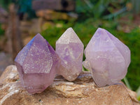 Natural Window Amethyst Crystals x 21 From Madagascar