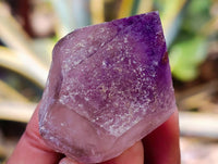 Natural Window Amethyst Crystals x 21 From Madagascar