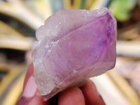 Natural Window Amethyst Crystals x 21 From Madagascar
