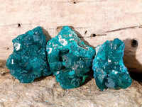 Natural Dioptase on Dolomite Matrix Specimens x 20 From Likasi, Congo