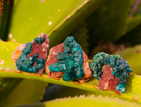 Natural Dioptase on Dolomite Matrix Specimens x 20 From Likasi, Congo