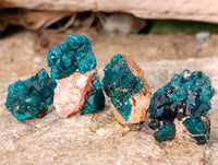 Natural Dioptase on Dolomite Matrix Specimens x 20 From Likasi, Congo