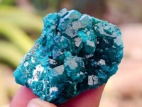 Natural Dioptase on Dolomite Matrix Specimens x 20 From Likasi, Congo