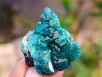 Natural Dioptase on Dolomite Matrix Specimens x 20 From Likasi, Congo